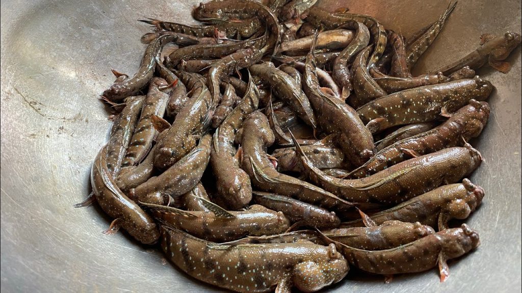 Cá bống sao tươi sống