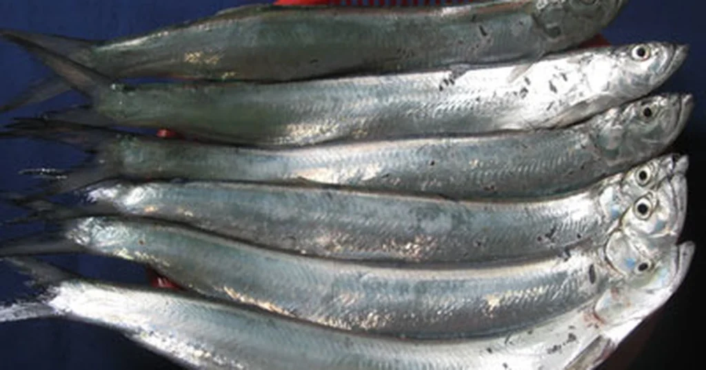 Cá rựa tươi sống