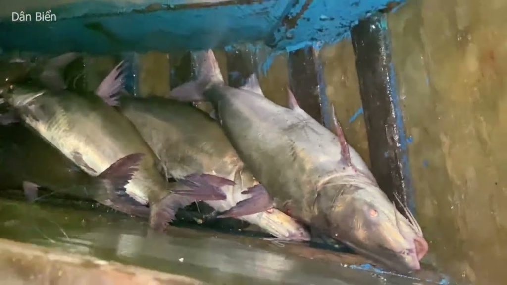 Cá Thiều Tươi Sống