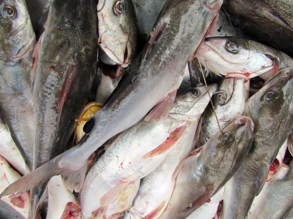 Cá Úc tươi sống