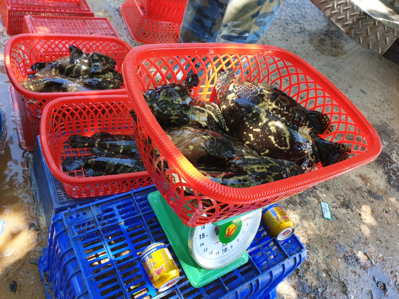 cân cá mú trân châu, cá mú trân châu tươi sống, cá song lai tươi sống, cá mú lai