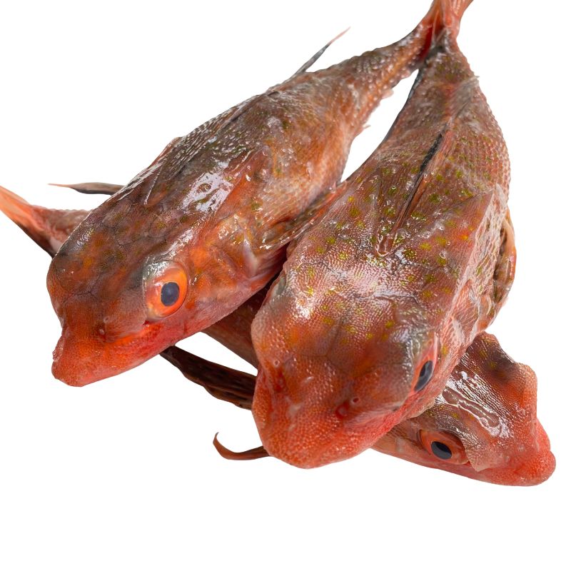 cá tắc kè tươi sống