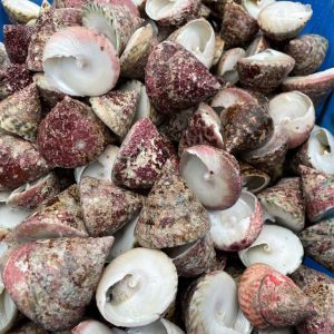 ốc nón tươi sống