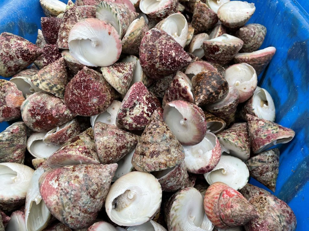 ốc nón tươi sống