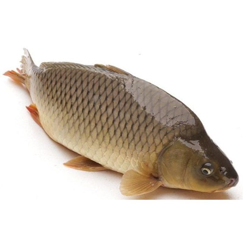 cá chép
