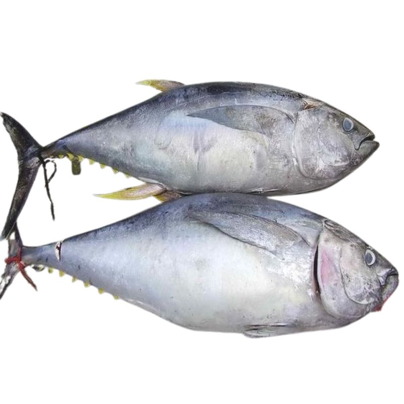 cá ngừ đại dương