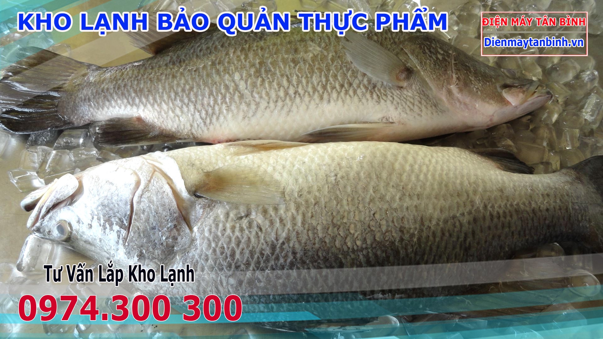 Cá vược tươi ngon với vảy óng ánh và mắt trong sáng