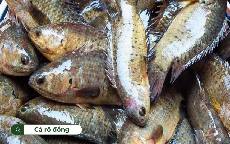 Cá rô đồng ăn tạp cả thực vật và động vật