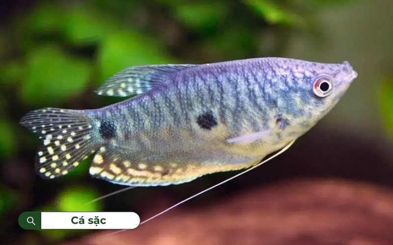 Cá sặc có kích thước nhỏ với những sọc nổi bật