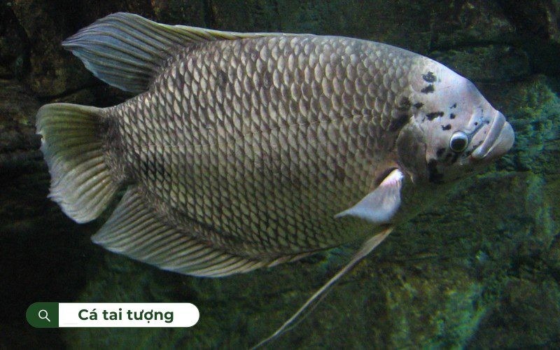 Cá tai tượng là một trong những loài cá nước ngọt có kích thước lớn