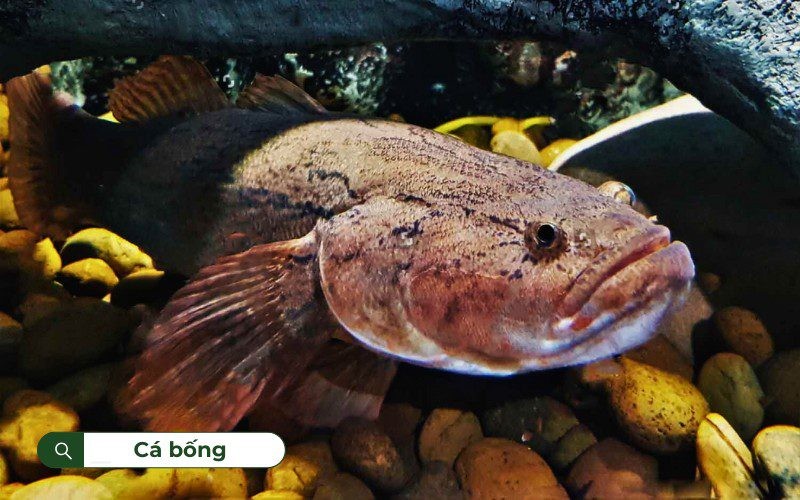 Cá bống là tên gọi chung của loài cá vây tia