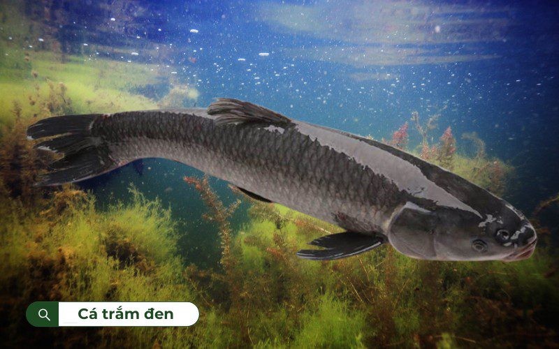 Cá trắm đen được ưa chuộng với nhiều cách chế biến khác nhau