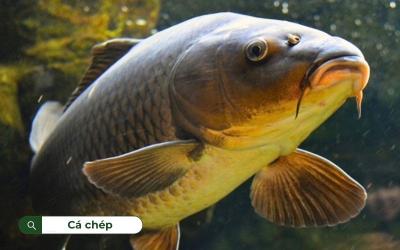 Cá chép là một loại cá nước ngọt phổ biến