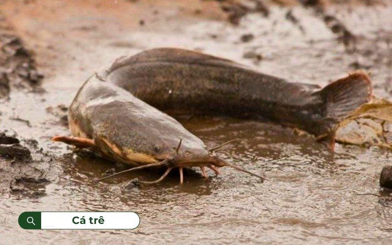 Cá trê dùng râu để tìm kiếm thức ăn ở vùng nước đục
