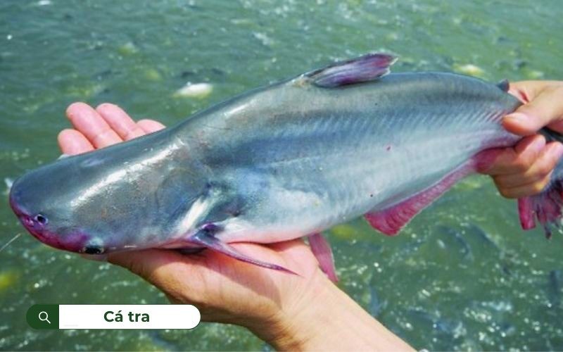 Cá tra có giá trị kinh tế cao, đóng góp lớn vào xuất khẩu