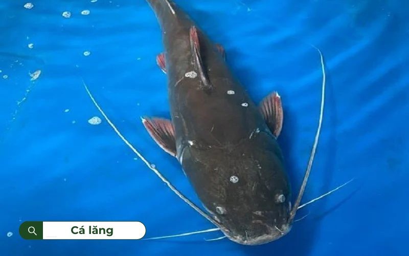 Cá lăng sống ở cả vùng nước ngọt và nước lợ