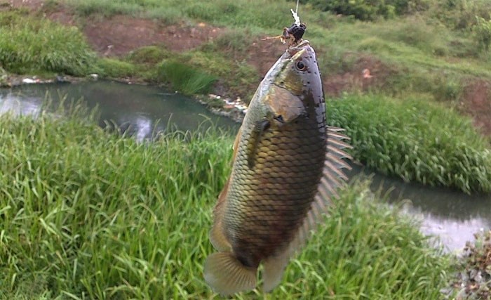 Cá rô đồng có màu xanh cho đến màu xám nhạt, phần bụng có màu sáng hơn phần lưng.