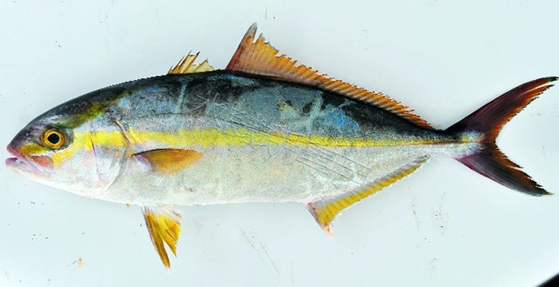 Cá cam Yellowtail Nhật Bản có màu sắc bắt mắt