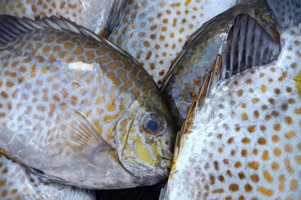 Cách Chọn Mua Cá Dìa Tươi Ngon