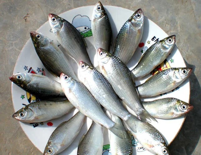 Khung cảnh mùa nước nổi với ghe thuyền và người dân thu hoạch cá linh, bông điên điển