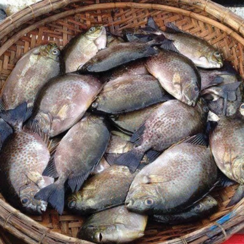 Sơ chế cá dìa loại bỏ phần vây và ruột