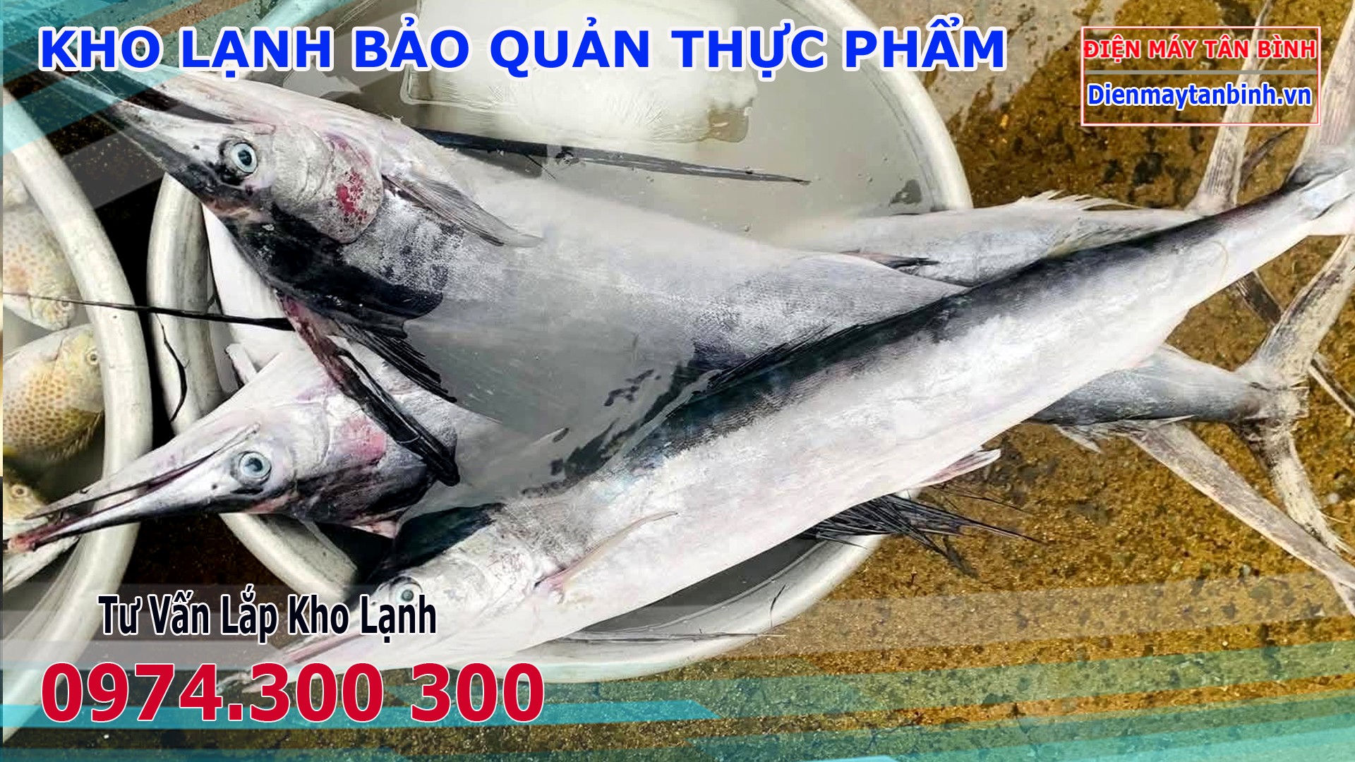 Cá cờ biển với thân hình thon dài và chiếc mỏ đặc trưng