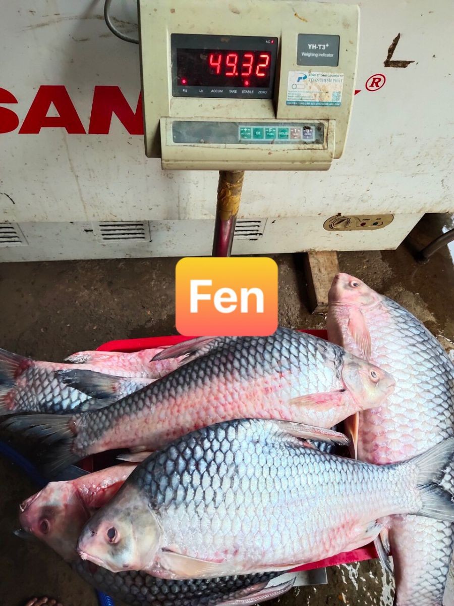 Cá cóc tươi sống với vảy trắng óng ánh và vây đỏ đặc trưng