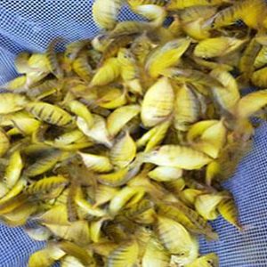 cá bè vàng tươi sống