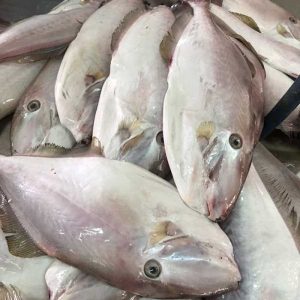 Cá bò giấy tươi sống