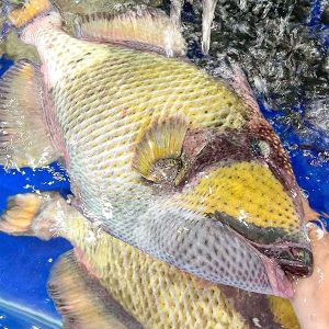 cá bò sừng tươi sống