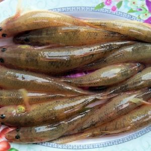 cá bống cát tươi sống