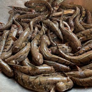 Cá bống sao tươi sống