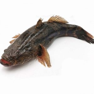 Cá bống tượng tươi sống