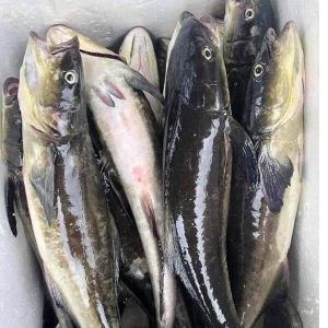 Cá bớp tươi sống