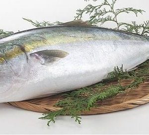 Cá cam sọc tươi sống