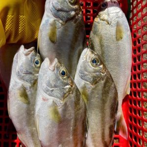Cá căng tươi sống