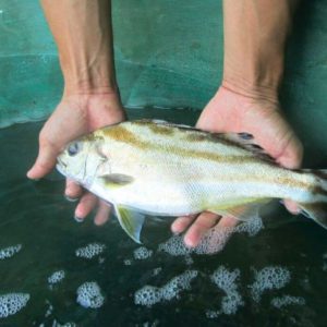 cá căng ong tươi sống