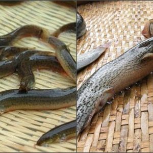 Cá chạch bông tươi sống