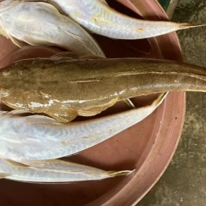 cá chai tươi sống