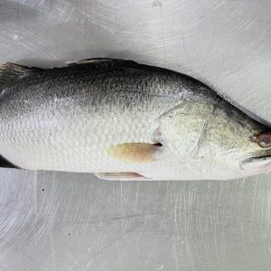 Cá chẽm tươi sống