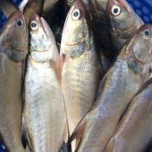 Cá chét tươi sống