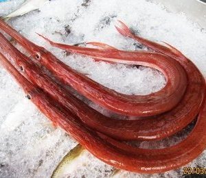 Cá chìa vôi tươi sống