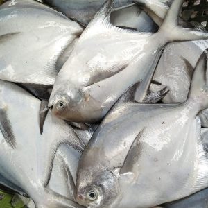 Cá chim gai tươi sống