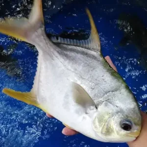 Cá chim tươi sống