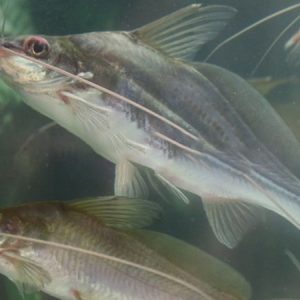 Cá chốt trắng tươi sống