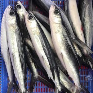 Cá chuồn chuồn tươi sống