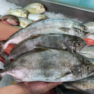 Cá cu tươi sống