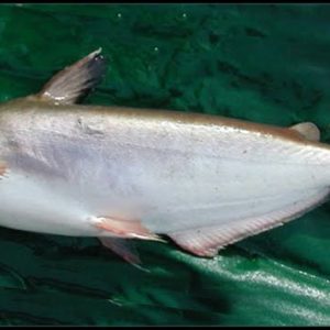 Cá dứa tươi sống