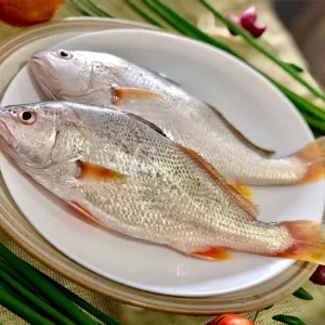 Cá đù sóc tươi sống