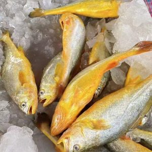 Cá Đù Vàng tươi sống
